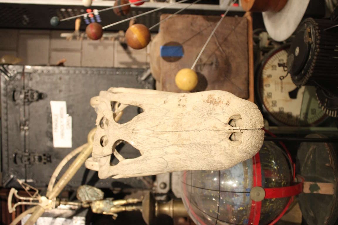 Mid-20th Century A Cool Crocodile or Alligator Skull on Custom Stand with inscription For Sale