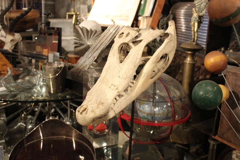 Mounted on a custom made stand, this alligator or crocodile skull bears an inscription: 