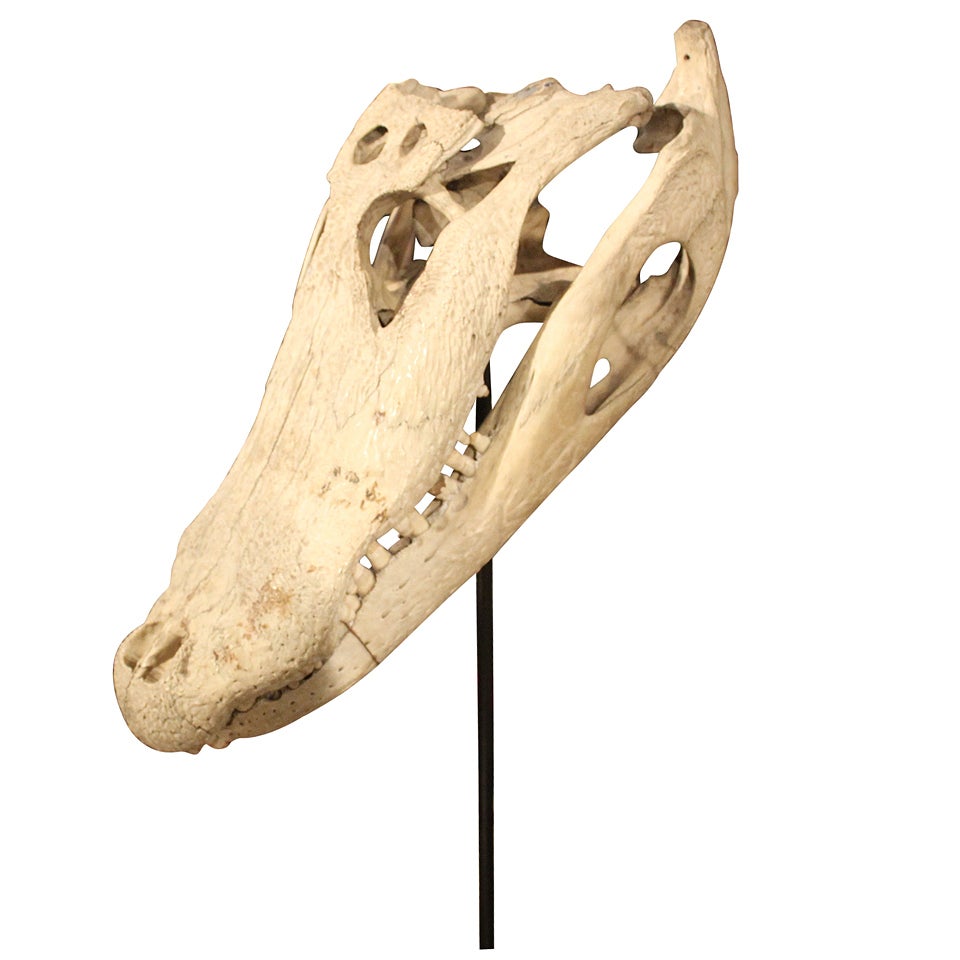 A Cool Crocodile or Alligator Skull on Custom Stand with inscription For Sale