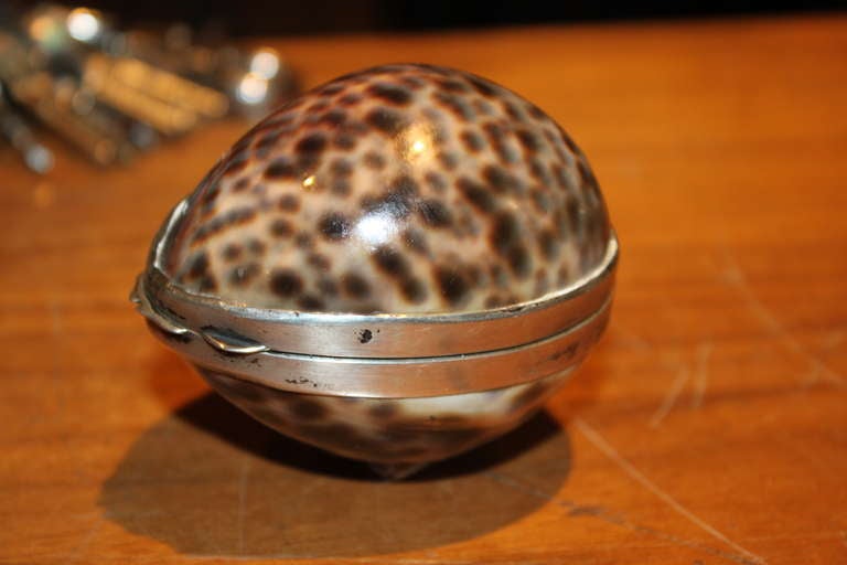 This little gem is typical of the fabulous objects Gucci was producing in the 1960's . This is an original cowrie shell in perfect condition . It is signed Gucci Italy and 800 for the silver content.