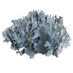 Rare Blue Ridge Coral