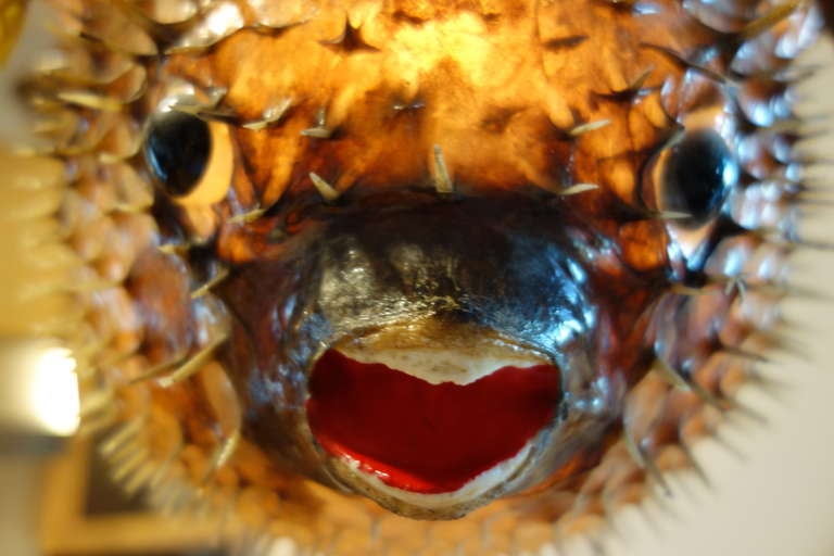 Giant Vintage Puffer Fish Chandelier In Excellent Condition In San Francisco, CA