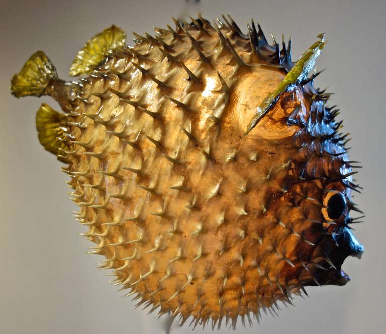 Mid-20th Century Giant Vintage Puffer Fish Chandelier