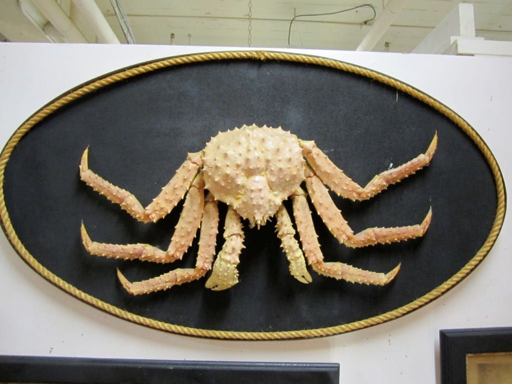 Giant Alaskan King Crab
