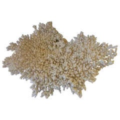 Coral Sculpture