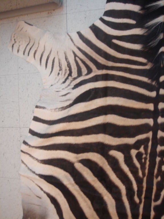 vintage authentic zebra skin rug