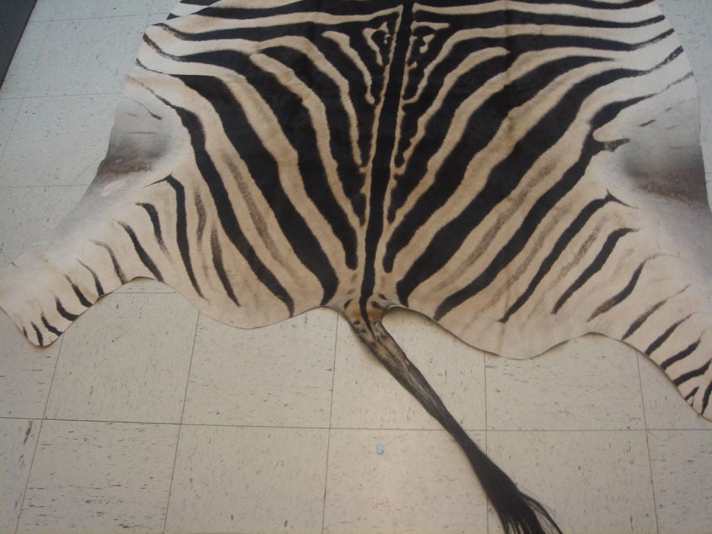 vintage zebra rug