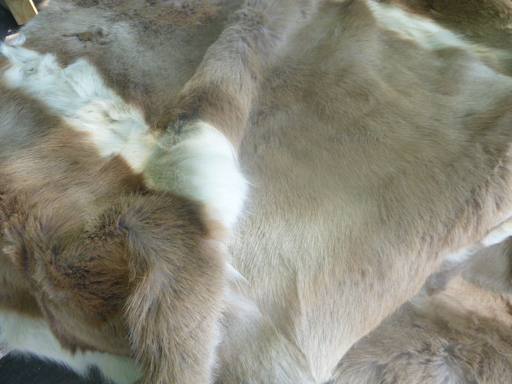 antelope skin rug