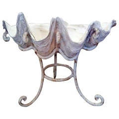 Antique Fantastic Giant Clam Shell on Custom Iron Base