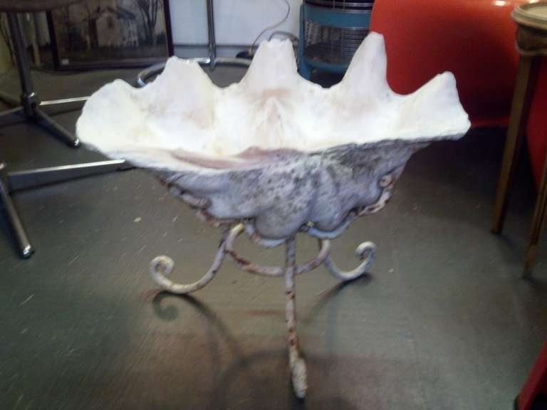 Fantastic Giant Clam Shell on Custom Iron Base 1