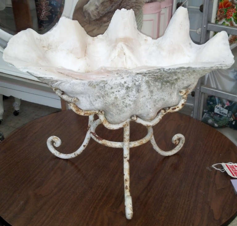 American Fantastic Giant Clam Shell on Custom Iron Base