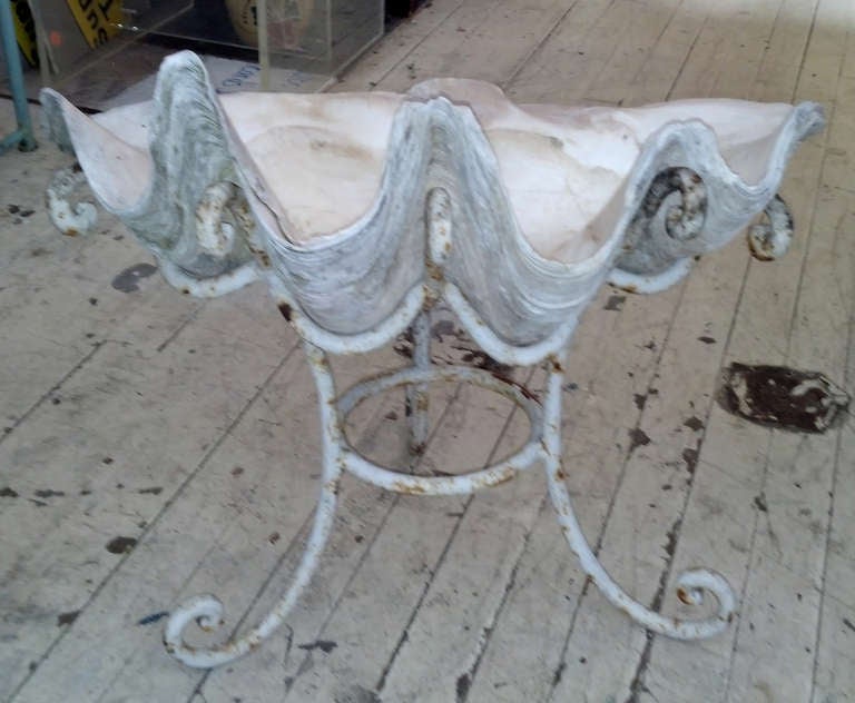 Fantastic Giant Clam Shell on Custom Iron Base In Good Condition In New York, NY