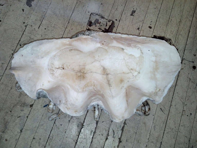 20th Century Fantastic Giant Clam Shell on Custom Iron Base