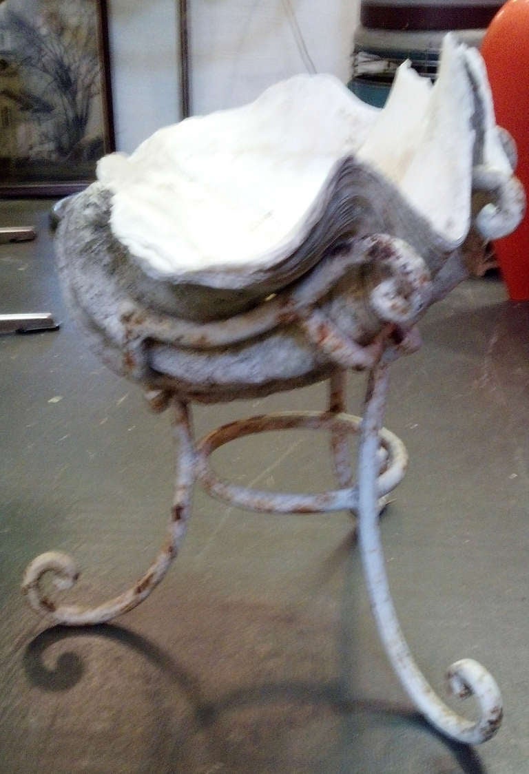 Fantastic Giant Clam Shell on Custom Iron Base 2