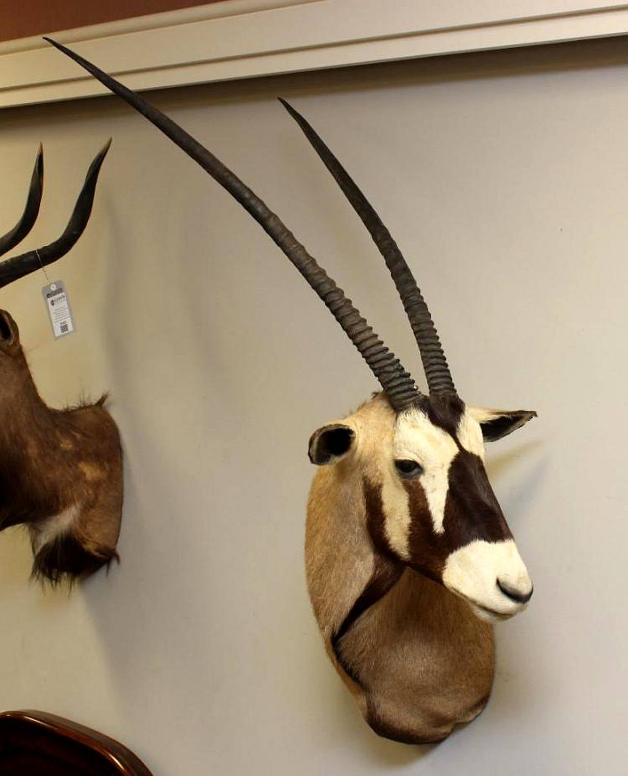 This is a great African Gemsbok taxidermy shoulder mount. It is posed with the head in a semi-upright position looking to the animal's left side out into the room. This mount features an incredible great set of horns, exceeding the level required