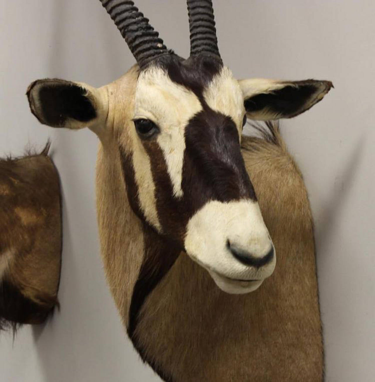 Namibian Majestic Gemsbok Shoulder Mount, Namibia, Africa