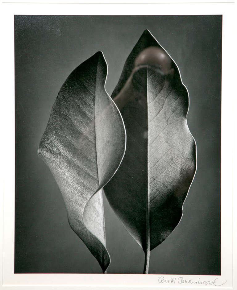 A photograph by Ruth Bernhard of 2 leaves.
Ruth Bernhard (October 14, 1905 – December 18, 2006) was a German-born American photographer.  She is most famous for her photographs of female nudes in unlikely settings.