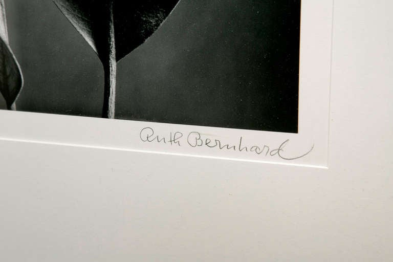 Ruth Bernhard Photograph In Good Condition In San Francisco, CA