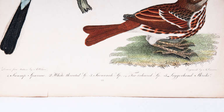 Engraving from American Ornithology, between 1808 and 1814. We recently acquired a large number of hand colored engravings of the "Birds of America' by Alexander Wilson. He is credited with inspiring Audubon to follow in his foot steps. He was