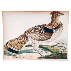 19th Century Engraving of Ruffed Grouse or Pheasant by A. Wilson