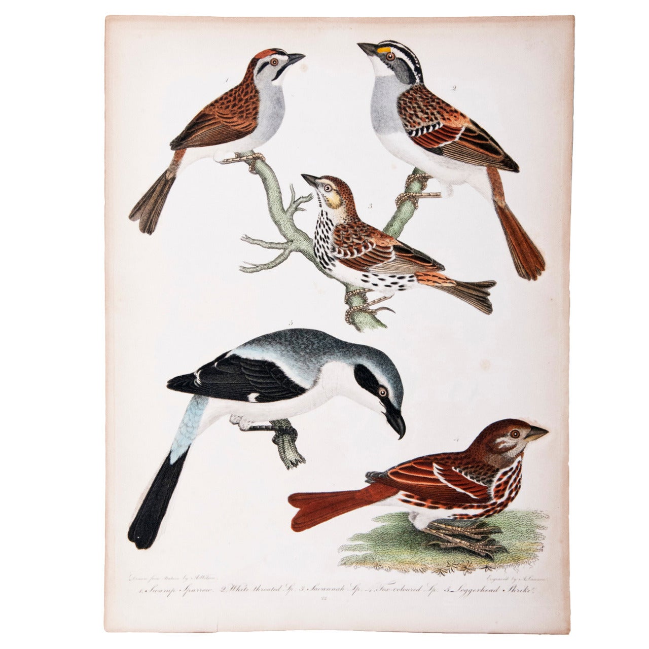 19th Century Engraving of Sparows and Shrike by A. Wilson