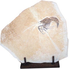 Fossil