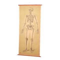 Vintage Anatomy Chart