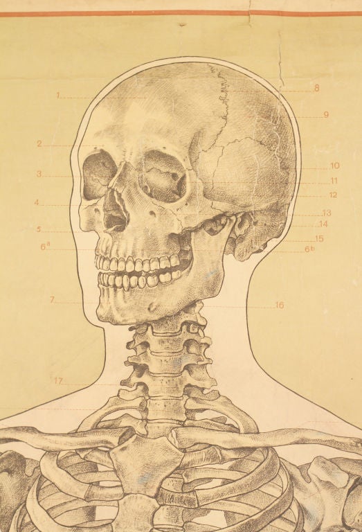 A quirky and large teaching lithograph of a skeleton outlined with a figure of a man in white against a pale greenish yellow background.