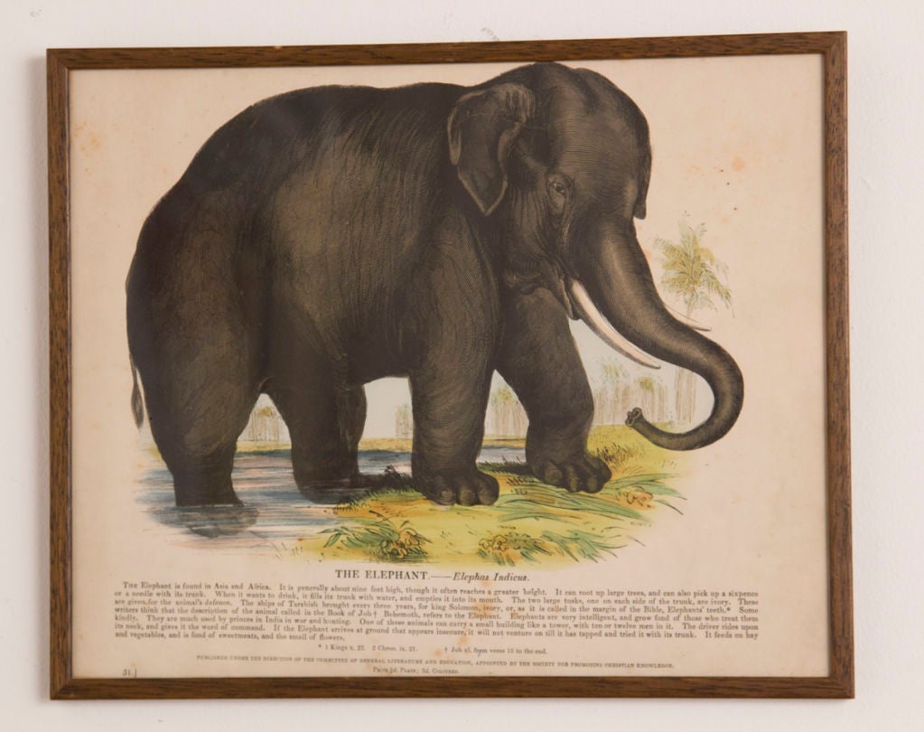 A charming hand colored antique print of an elephant.