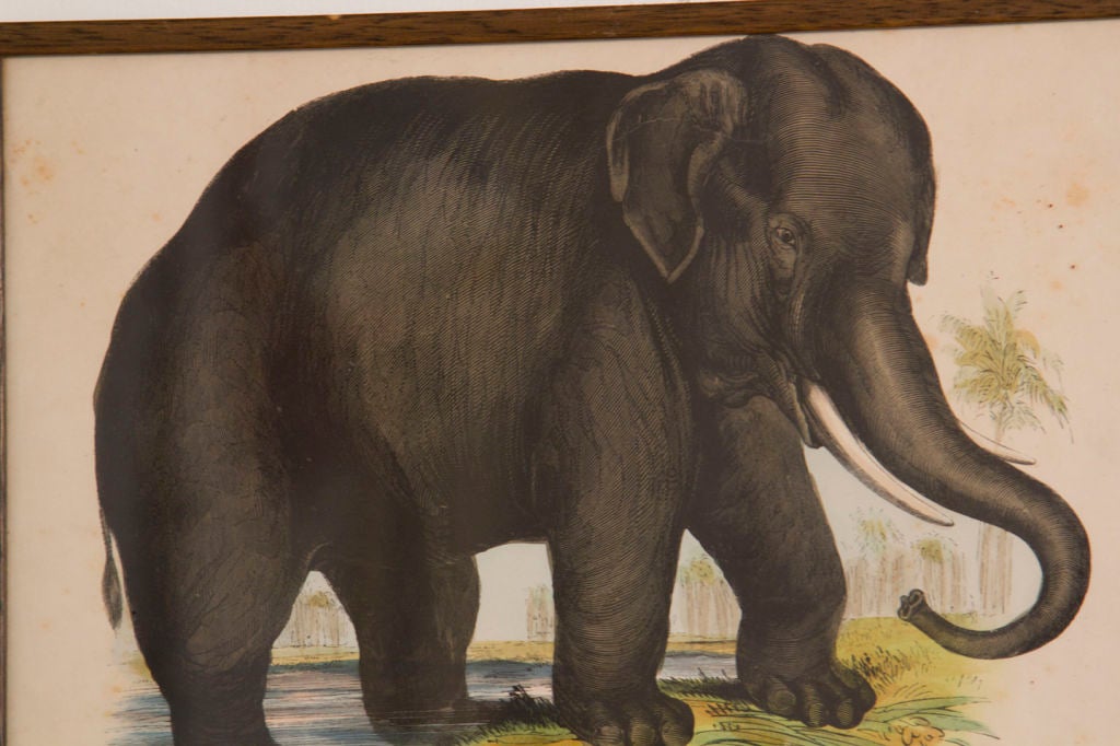 English 'The Elephant' Framed
