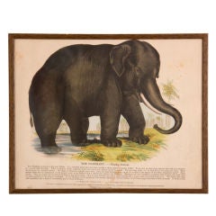 'The Elephant' Framed