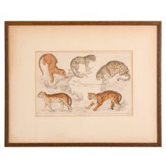 Framed Print of Leopards