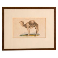 Framed Print of an "Arabian Camel"