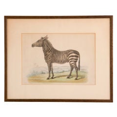 Framed Print of a Zebra