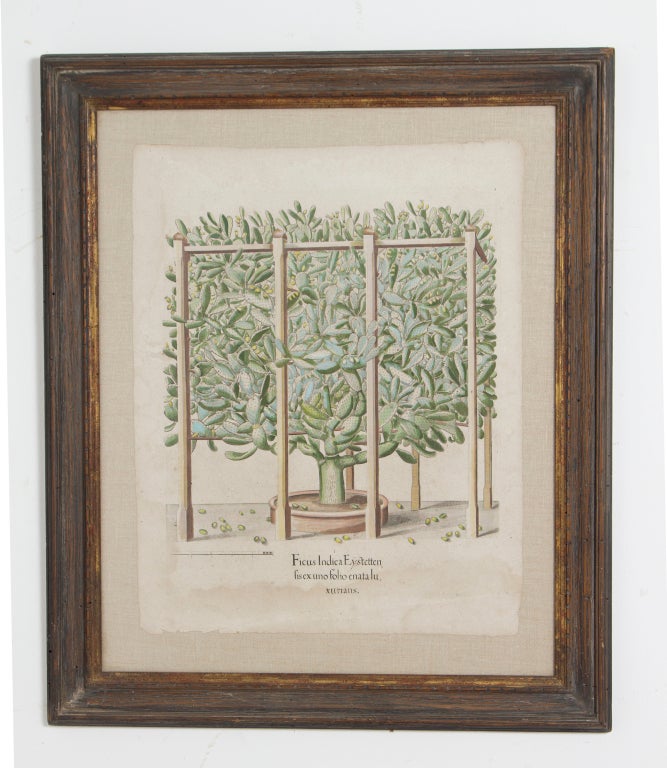 A large early hand colored engraving of a large cactus framed and mounted on linen atributed to Besler.