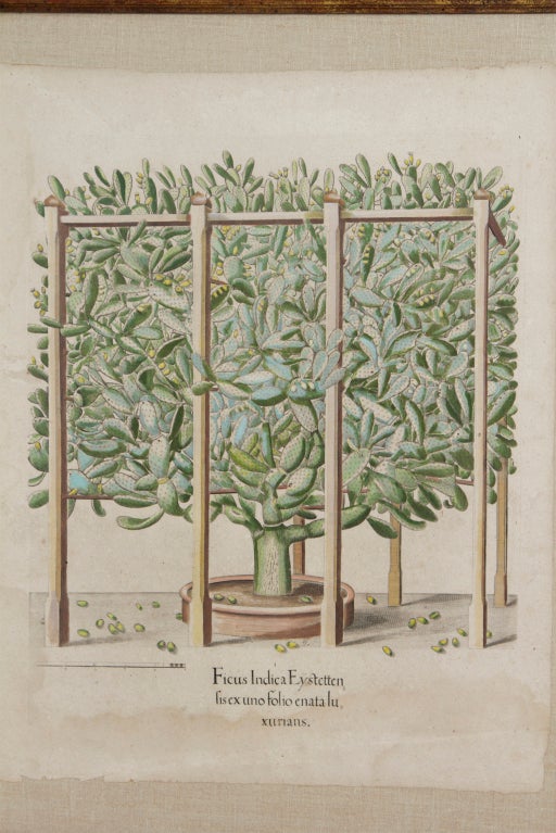 German Antique Framed Botanical Engraving