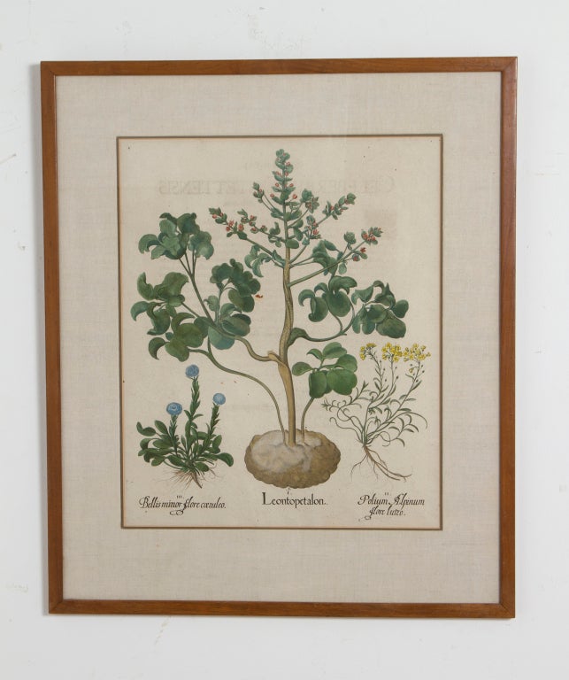 Large Framed Botanical Engraving
