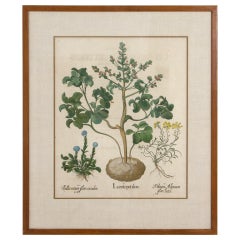 Large Framed Botanical Engraving
