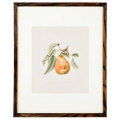 One from a Large set of Antique Prints of Fruit.
