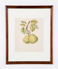 A Framed Antique Chromolithograph