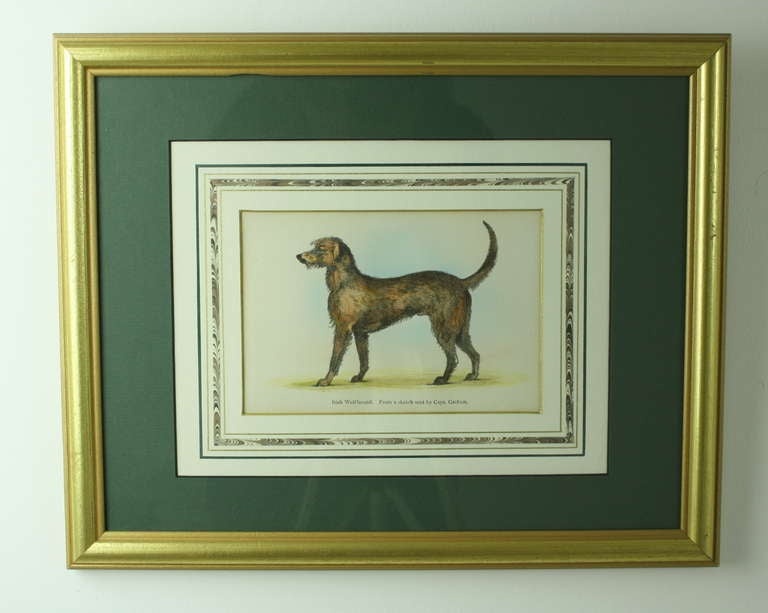 Hand-colored English engravings, framed alike and matted with French matting, these make a great set for a den. Very regal dogs, Irish Wolfhound, Champion Labrador Newfoundland, Deerhound, Wirehaired Scottish Terrier. Measurement is 16x12 framed.