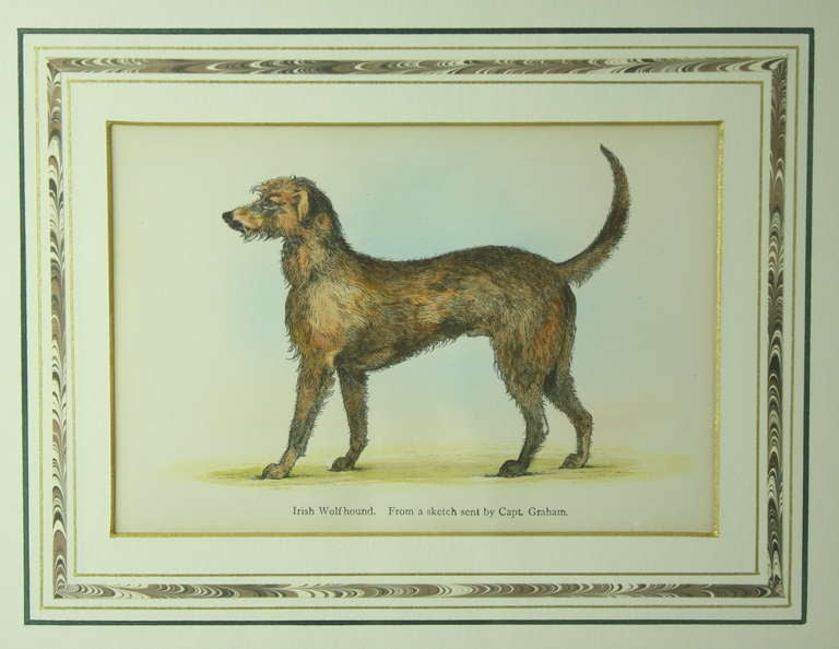 Four Antique English Hand-Colored Dog Plates In Good Condition In Port Chester, NY