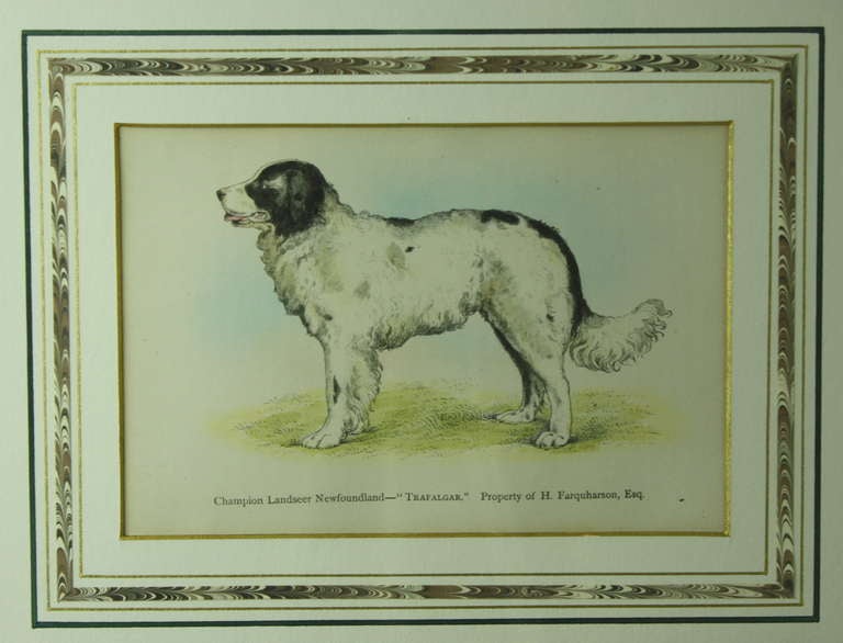 19th Century Four Antique English Hand-Colored Dog Plates
