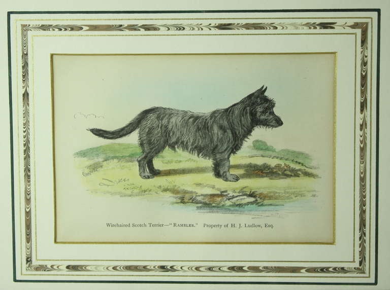 Four Antique English Hand-Colored Dog Plates 1