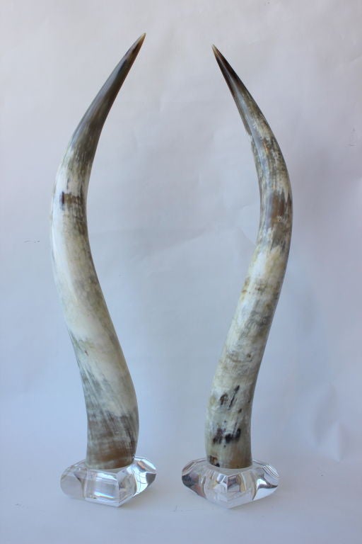 Pair of Polished Steer Horns on Lucite
