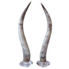 Pair of Polished Steer Horns on Lucite