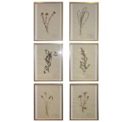 Set of Six Framed Pressed Botanicals