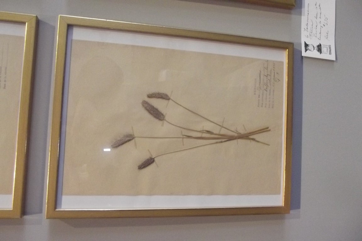 Set of Six Framed Pressed Botanicals