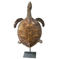 Taxidermy Turtle on Stand