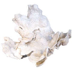 Very Large Natural Coral